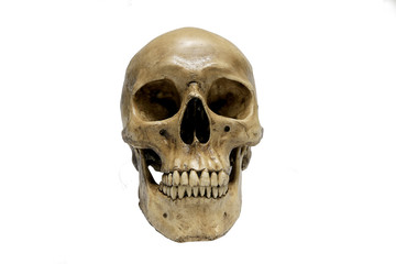 Human skull on isolated white background