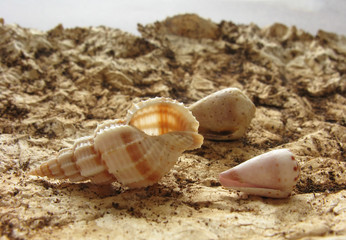 Scene with small seashells on crumpled paper with coffee powder.