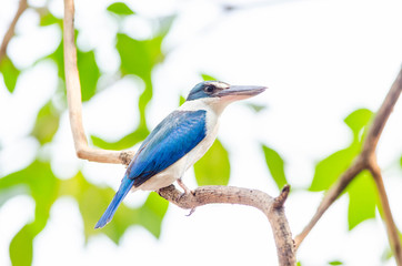 Collared kingfisher, White-collared kingfisher, Mangrove kingfisher