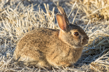 Cute Cottontail RAbbit