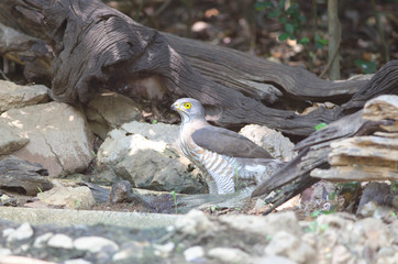 Accipiter badius Shikra Accipiter badius Keoladeo Ghana 
