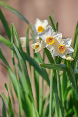 水仙の花