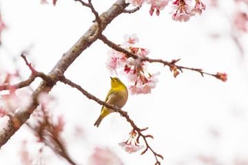 The Japanese White eye.The background is winter cherry blossoms. Located in Shinjuku, Tokyo...