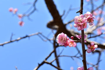 青空とピンクの梅の花