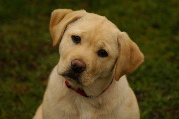 Labrador © Piotr Ciździel