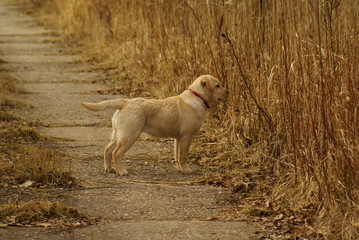 Labrador © Piotr Ciździel