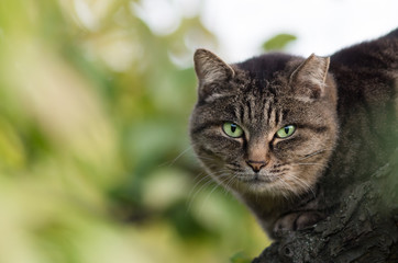 Tabby cat looking at the front