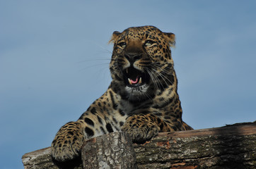 Raubkatze Leopard