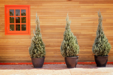 Pine trees in pots placed beside wooden house near window orange