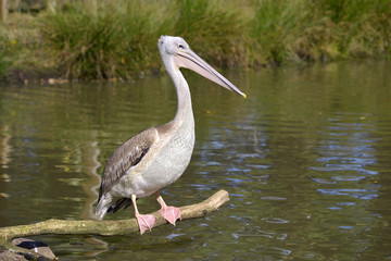 Pelican perched on branch above the water