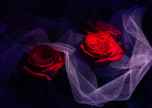 roses on a dark dramatic background