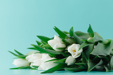 Bunch of white tulips lay on plain aquamarine background
