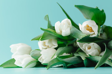 Bunch of white tulips lay on plain aquamarine background
