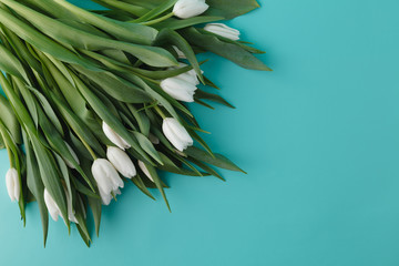 White tulips lay on corner щи blue bachground