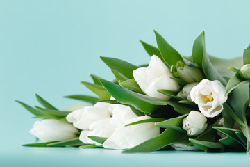 bouquet of white spring tulips on plain aquamarine background