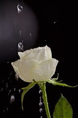 Rosa bianca e pioggia