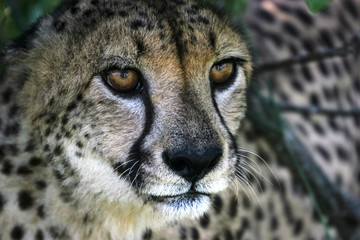 Resting Cheetah, South Africa. 2005