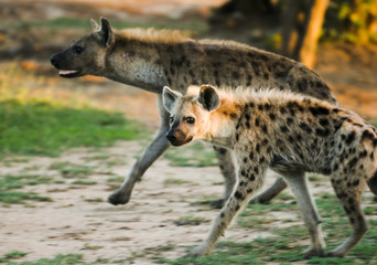 Hyena Cub, Umfolozi, South Africa  -  Young hyena slinking away looking at the camera - obrazy, fototapety, plakaty
