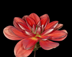 Dahlia
