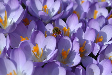 Krokus in lila und gelb läuten den Frühling ein und locken die ersten Bienen hervor