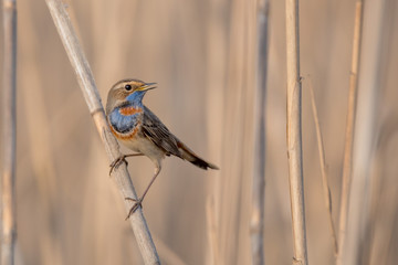 Bluethroat or Luscinia svecica