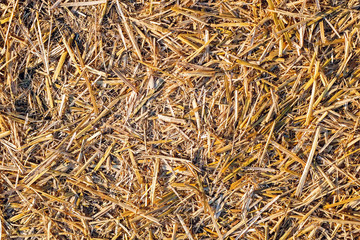 Dry straw background texture