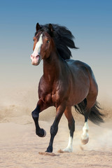 Beautiful bay horse with long mane run gallop in dust