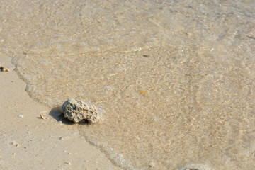 Coral on the beach with sand and water