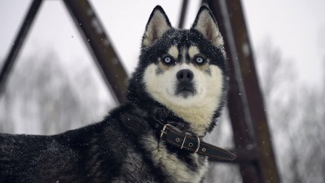 Husky playing in the snow