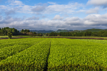 Fototapeta na wymiar Oolong tea field in Chiran, Kyushu, Japan and blue sky