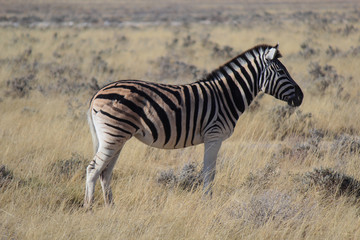 Fototapeta na wymiar Zebra with a big scar in its back eating alone in the Etosha National Park (Namibia – Africa)