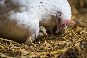 Mother hen sitting on her chick providing care and safety for her  offspring
