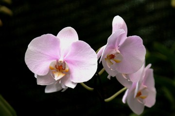 white and yellow orchid tropical colombia 
