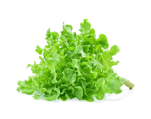 Green oak lettuce with water drops