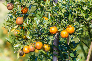 Orange tree - Orange Farm in fang district at Chiang Mai, Thailand