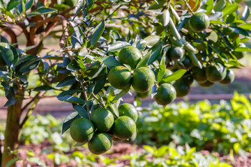 Orange tree - Orange Farm in fang district at Chiang Mai, Thailand