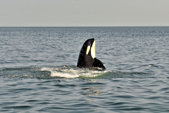 orque qui fait le beau