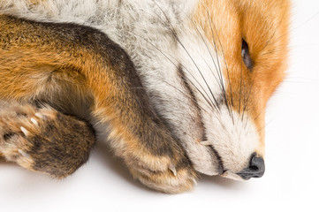 Vulpes vulpes in front of a white background