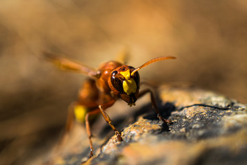 brown wasp closeup