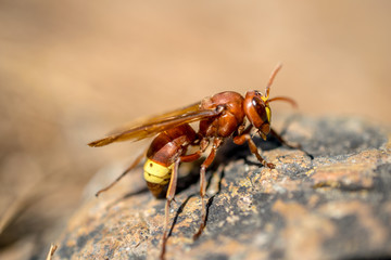 brown wasp closeup