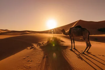Foto auf Acrylglas Camel eating grass at sunrise, Erg Chebbi, Morocco © Julian Schaldach
