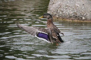 Fototapeta premium Les ailes en avant