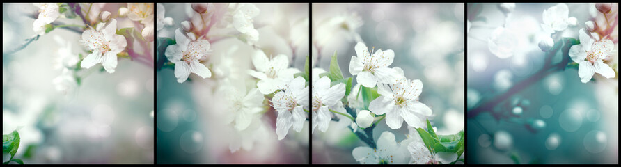 Flowering, blooming branch of fruit tree