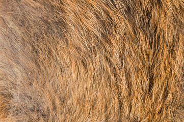 Real fox fur texture close