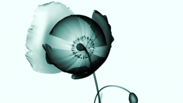 color glass flower isolated on black, the poppy papaver