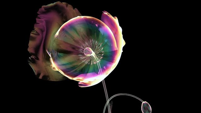 color glass flower isolated on black, the poppy papaver