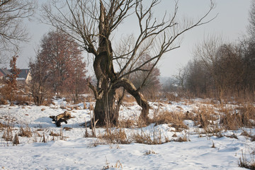 Zima na wsi © Mariusz Stoszewski