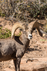 Desert Bighorn Sheep Ram