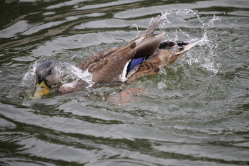 Naklejka premium Barbotage 