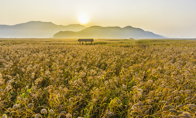 Meadow at suncheon bay ecological park.